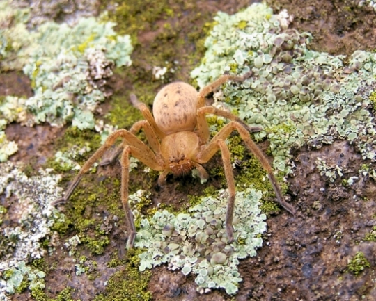 Olios argelasius .